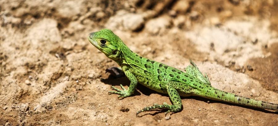 Frösche, Falter, Kolibri & mehr – Costa Rica