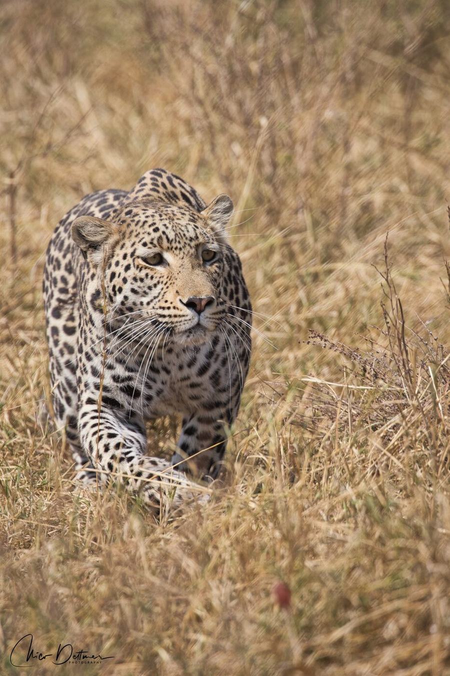 Löwen & Leoparden – Botswana
