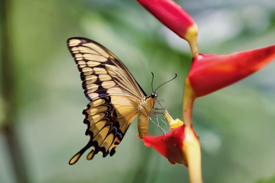 Frösche, Falter, Kolibri & mehr – Costa Rica