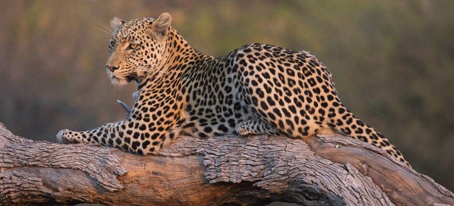 Löwen & Leoparden – Botswana