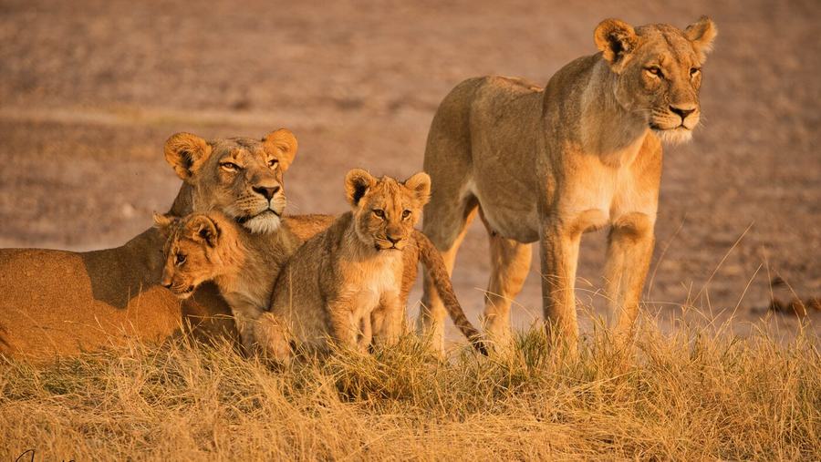Löwen & Leoparden – Botswana