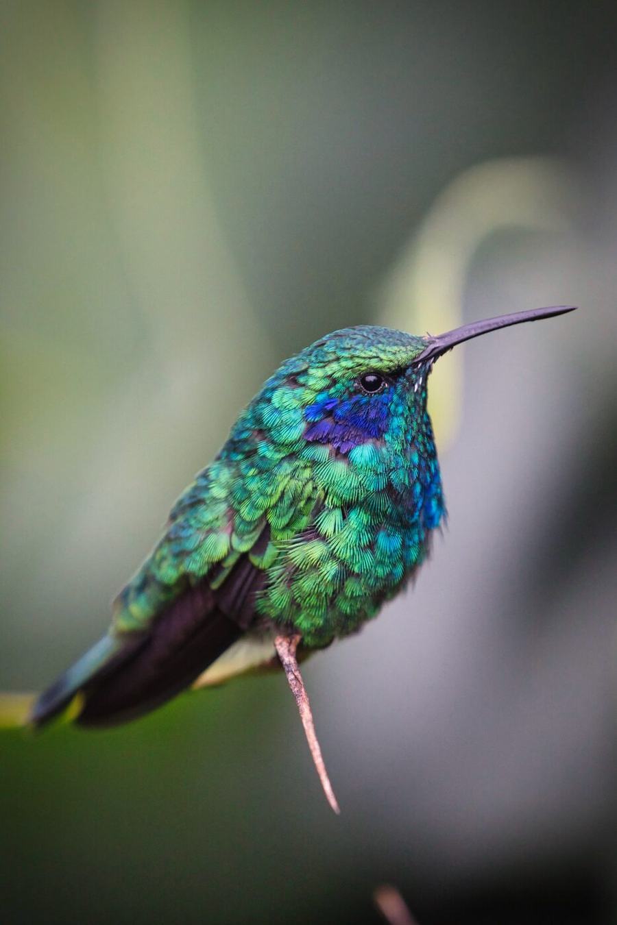 Frösche, Falter, Kolibri & mehr – Costa Rica