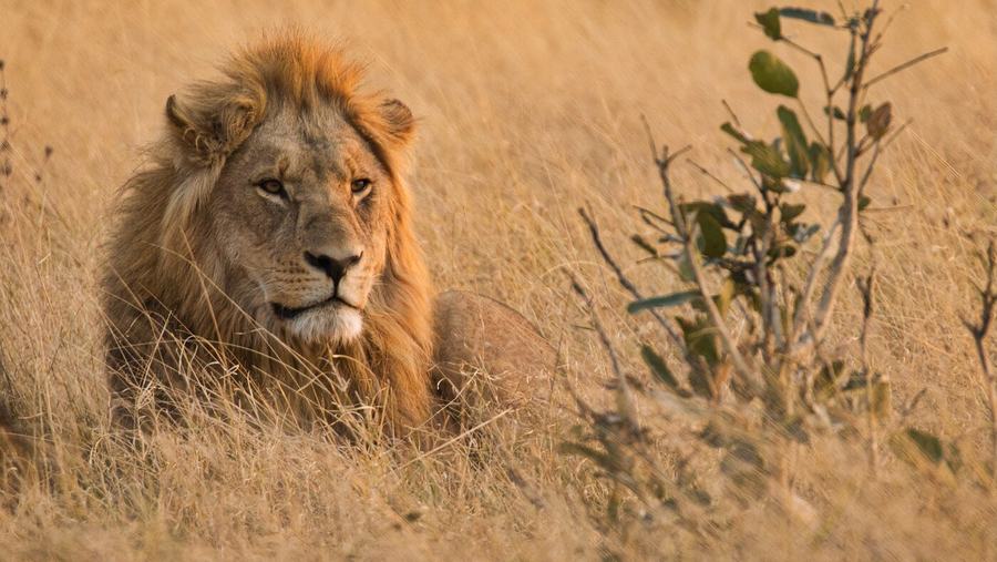 Löwen & Leoparden – Botswana