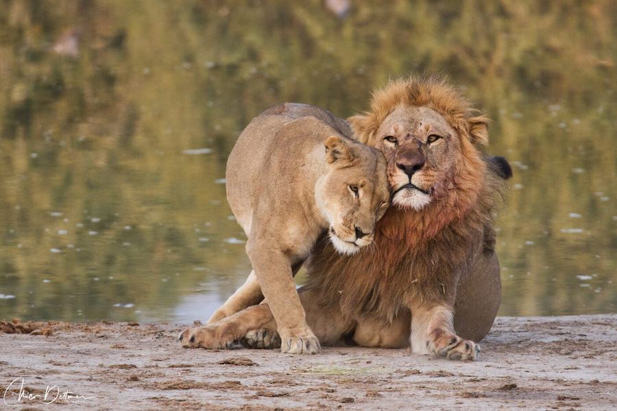 Löwen & Leoparden – Botswana