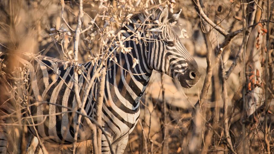 Elefanten, Zebras, Vögel & mehr – Kruger, Südafrika