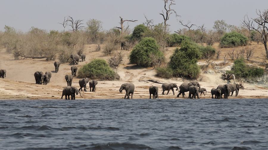 Elefanten, Zebras, Vögel & mehr – Botswana