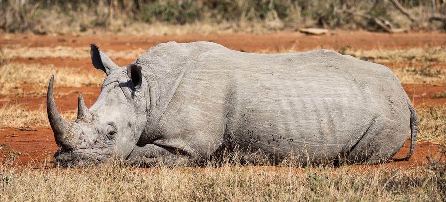 Elefanten, Zebras, Vögel & mehr – Hluhluwe, Südafrika