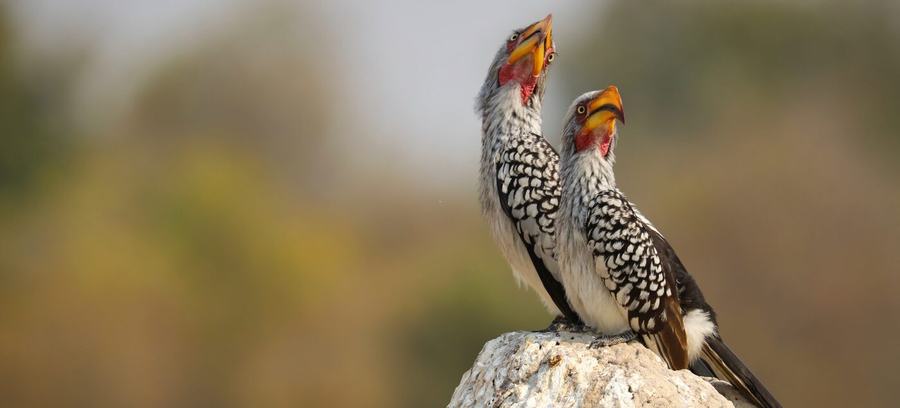 Elefanten, Zebras, Vögel & mehr – Botswana