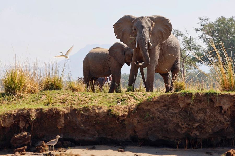 Elefanten, Zebras, Vögel & mehr – Sambia