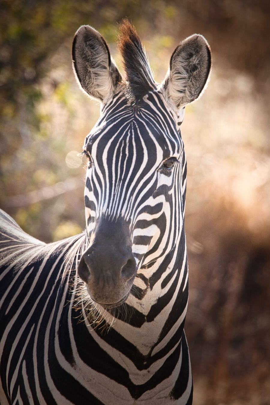 Elefanten, Zebras, Vögel & mehr – Tansania